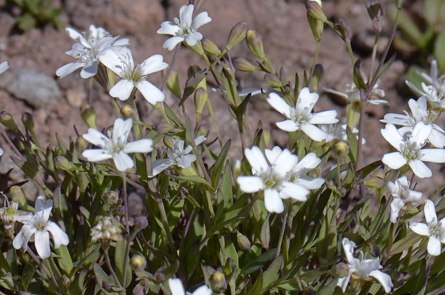 Atocion rupestre (=Silene rupestris) / Silene delle rupi